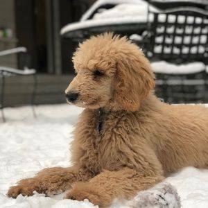 Meet your Posher, Emma